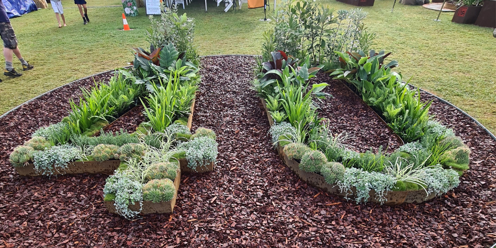 2024 Queensland Garden Expo - Rare Dragon Fruit