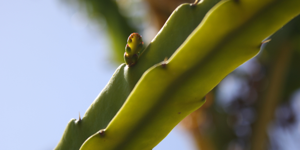 Potting up dragon fruit for the Dragon Fruit Experiment.