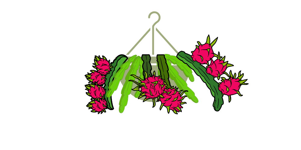 How to grow dragon fruit in hanging baskets. - Rare Dragon Fruit