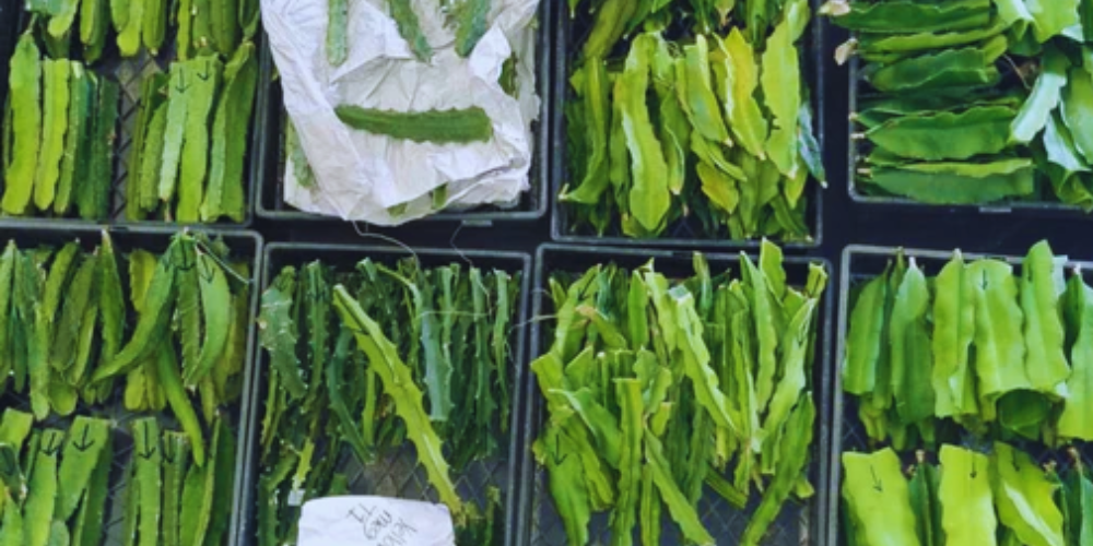 Wholesale Dragon Fruit