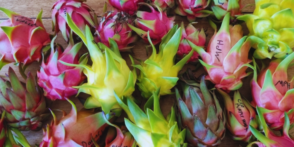 Where do we source our Dragon Fruit Plants