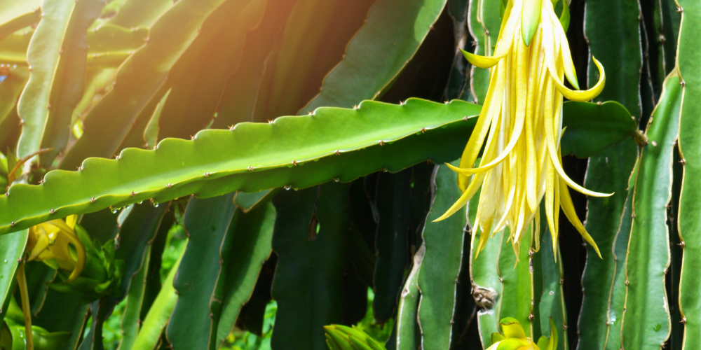 How to take a dragon fruit cutting and get it to grow into a big beautiful dragon fruit plant