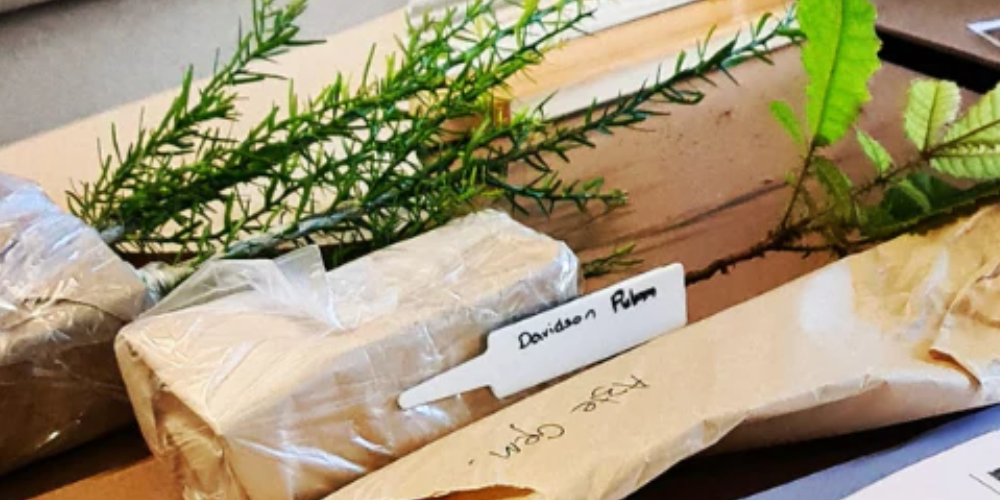 How do Rare Dragon Fruit Post Plants?