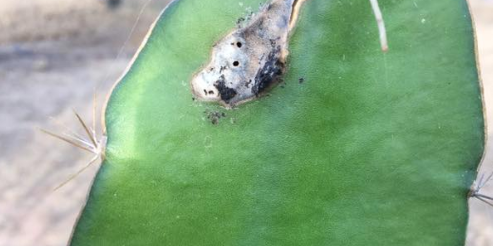 Cochineal Damaging Dragon Fruit. - Rare Dragon Fruit