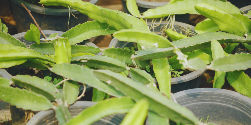 The BEST way to grow Dragon Fruit Cuttings - Rare Dragon Fruit