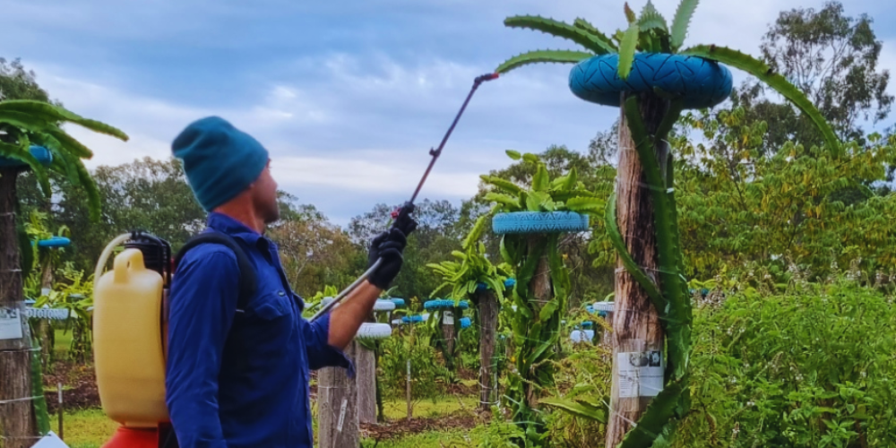 How To Fertilize Your Dragon Fruit Plants