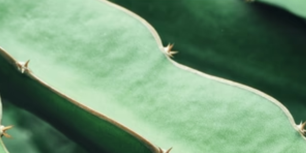 How to plant your dragon fruit cutting. - Rare Dragon Fruit