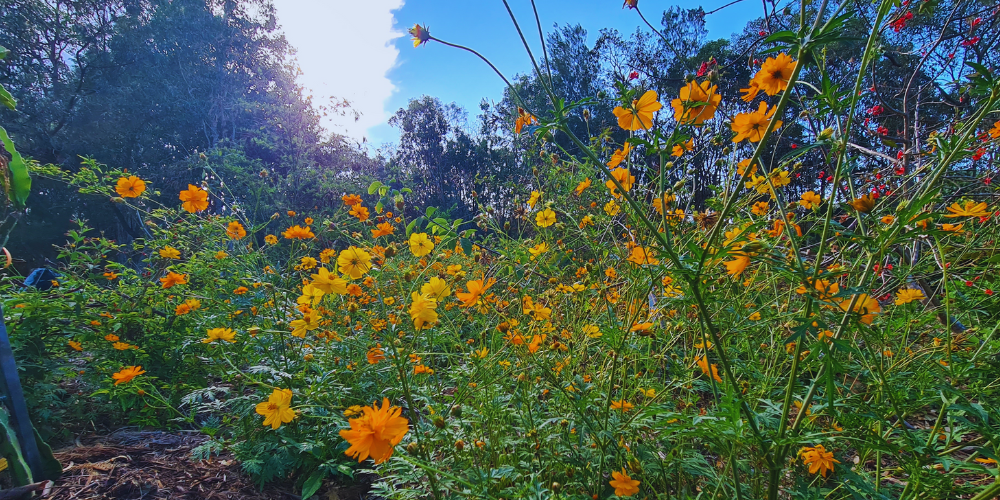 Companion Planting with Dragon Fruit