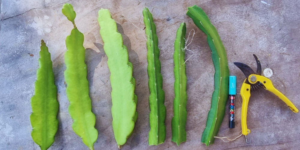 Why Grow Dragon fruit from cutting