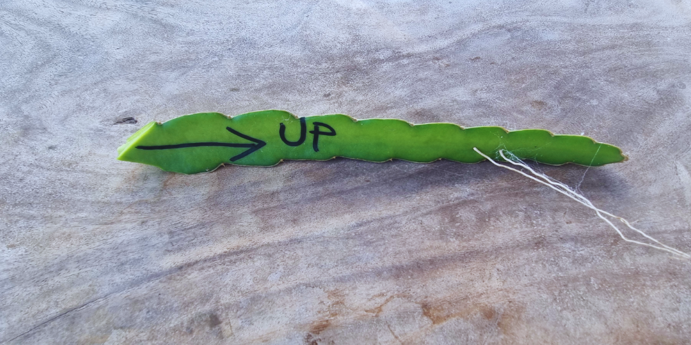 Step by step how to pot up dragon fruit cuttings