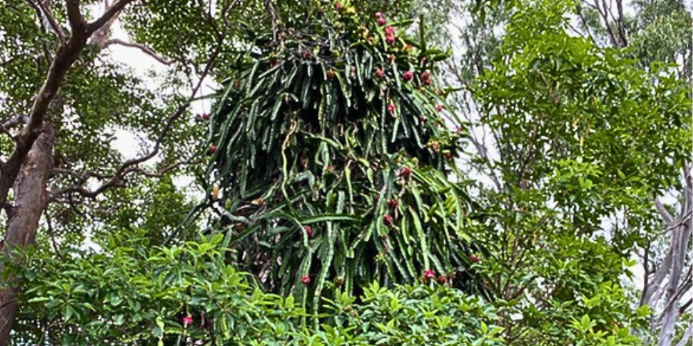 Growing Dragon Fruit up a Tree. - Rare Dragon Fruit