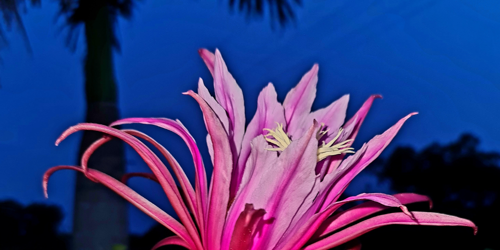 Visit Rare Dragon Fruit