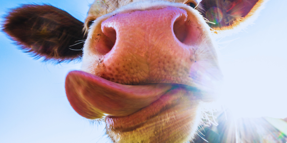 Dragon fruit trimmings as a supplement feed for cattle - Rare Dragon Fruit