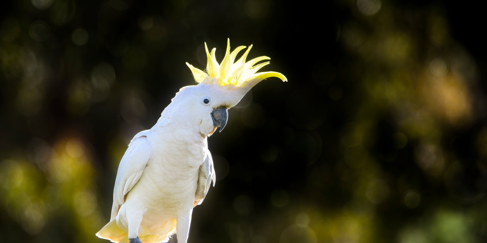 Protecting Your Dragon Fruit and Other Crops from Birds and Bats