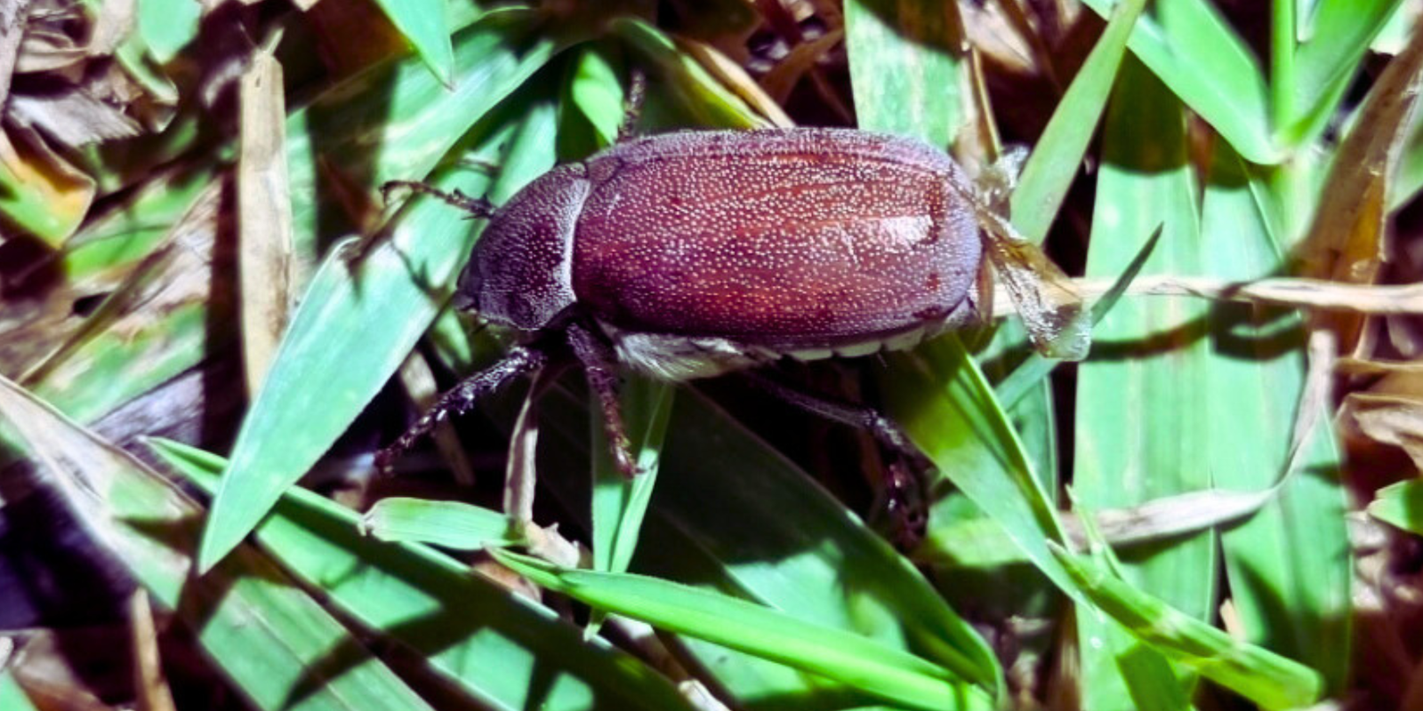 The Sugar Cane Grub (Lepidiota)