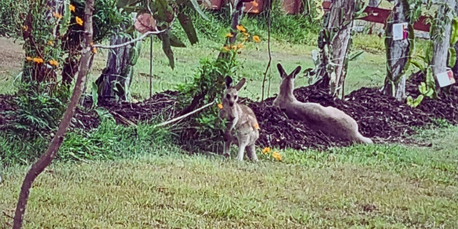 Kangaroos and Dragon Fruit: Living in Harmony on the Farm