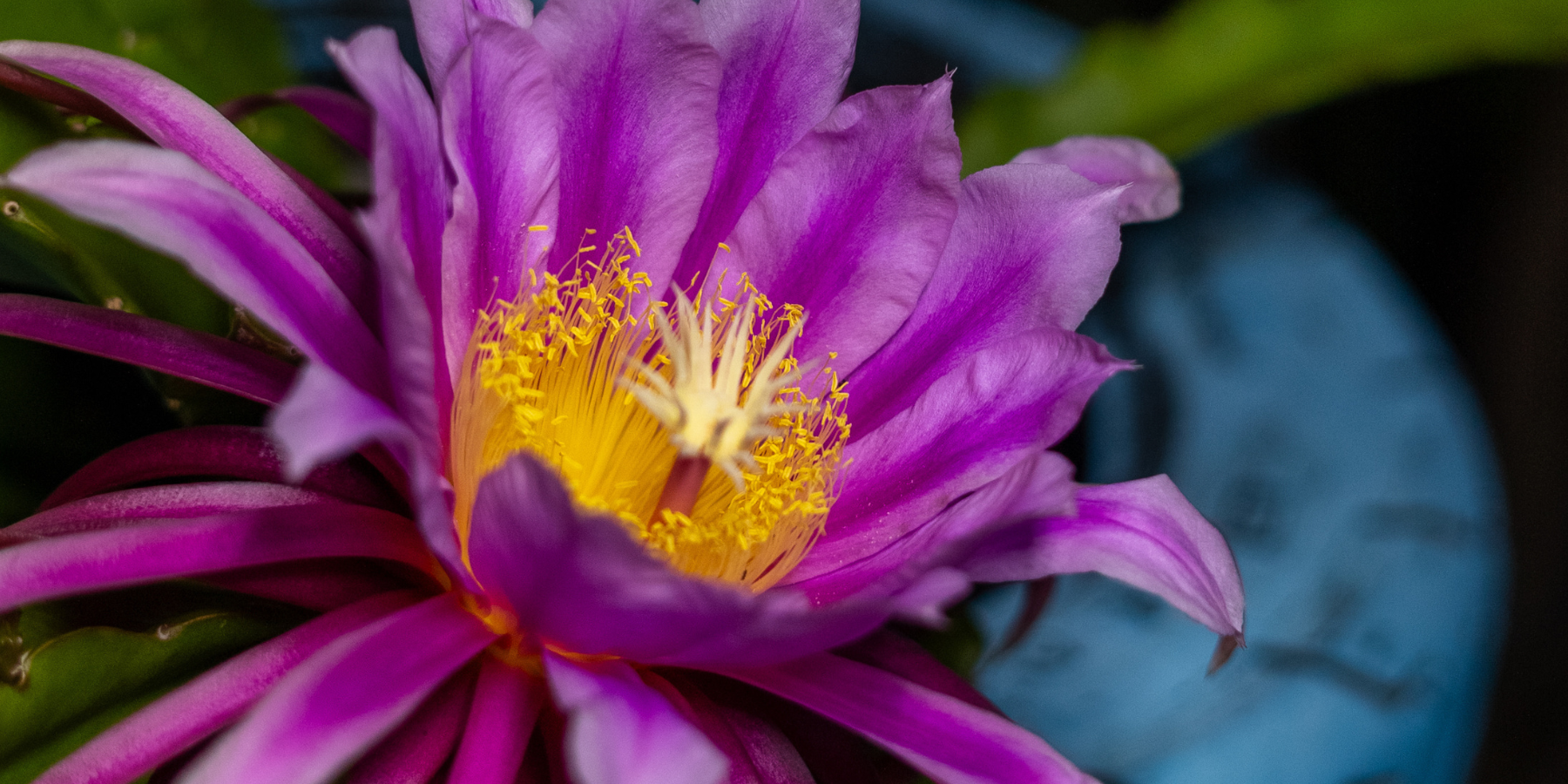 Why Rare Dragon Fruit Is Here for the Long Haul