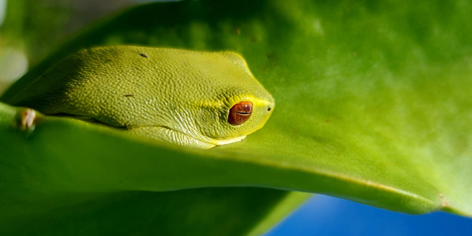 Building a Healthy Ecosystem at Rare Dragon Fruit