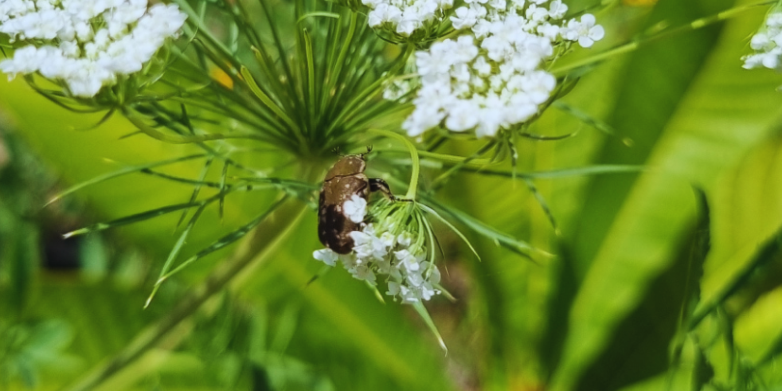 Mango Flower Beetle Destructive Pests on Dragon Fruit