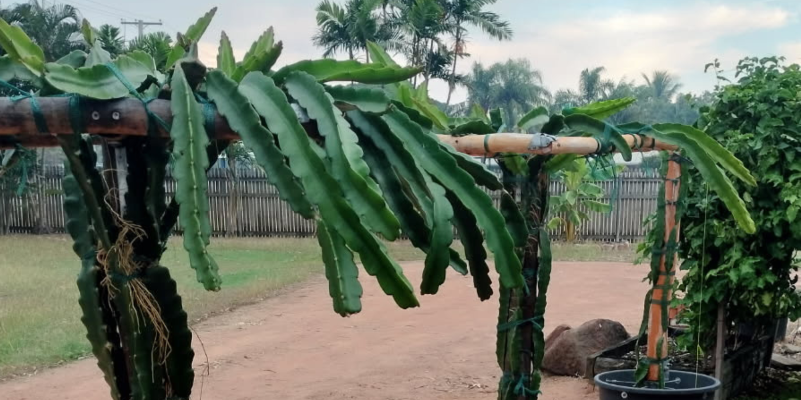 Dragon Fruit Early Flowers, Heatwaves & A Clever Trellis Design