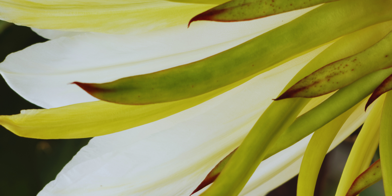 Self-Fertile Dragon Fruit – Why We Still Hand Pollinate