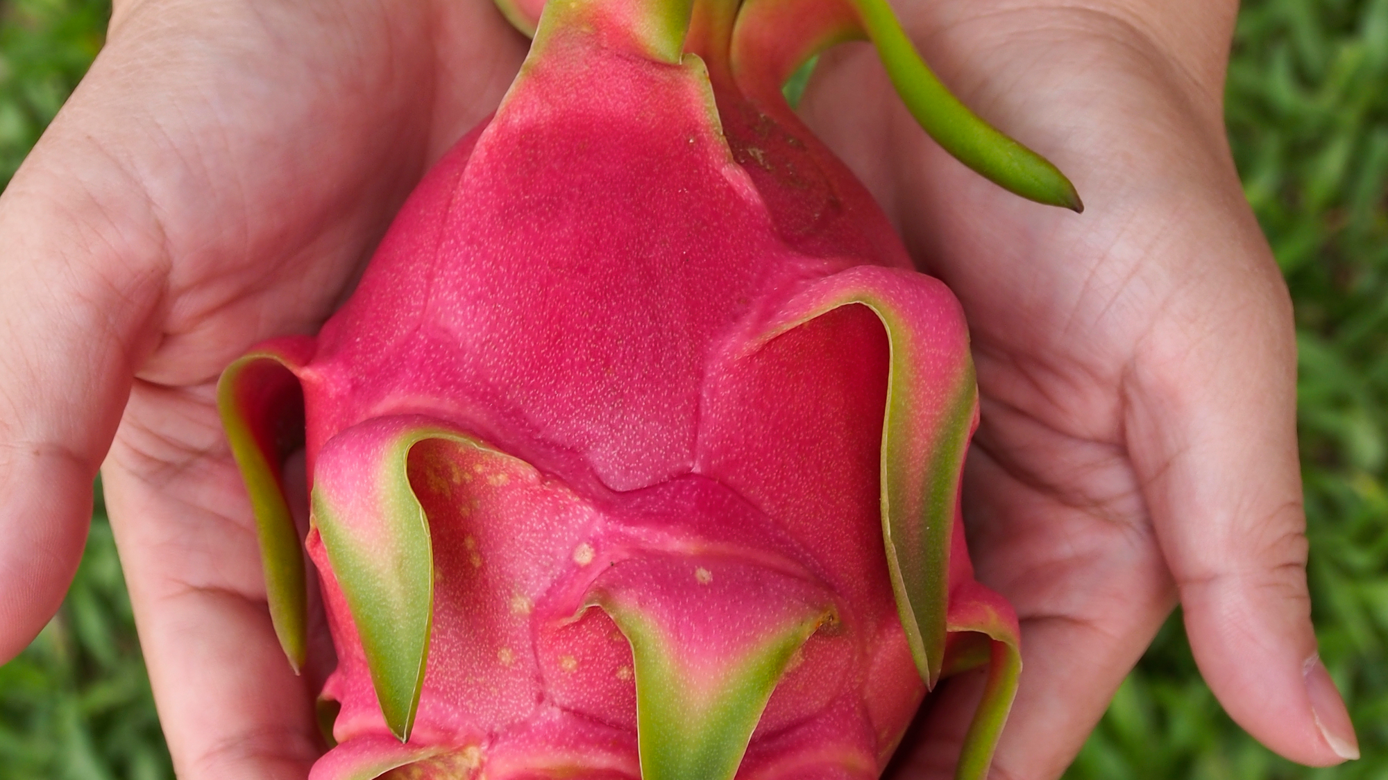 Opinion Piece by Mike Prociv on Dragon Fruit Growing.