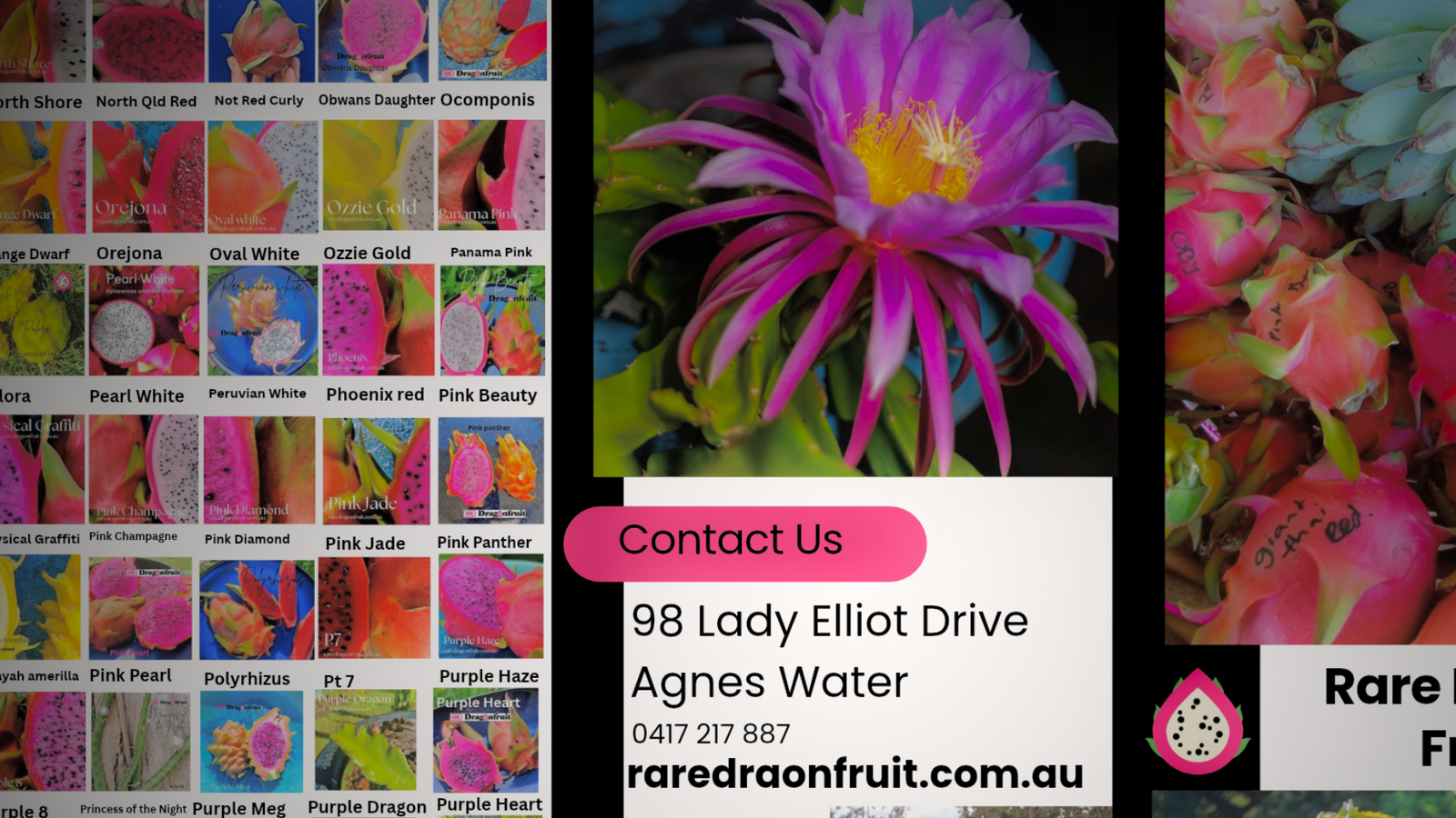 Rare Dragon Fruit flyer with dragon fruit varieties, a purple flower and Agnes Water farm contact details