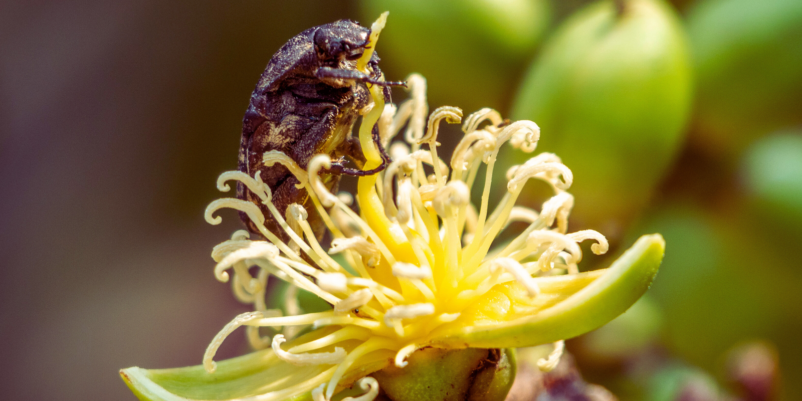 Mango flower beetle and its affects on dragon fruit. - Rare Dragon Fruit
