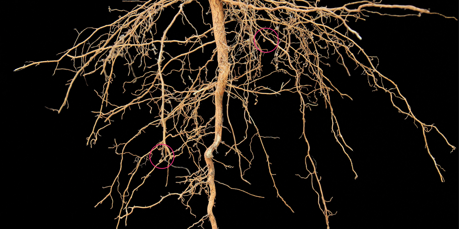 Root Rot Nematode Disease in Dragon Fruit
