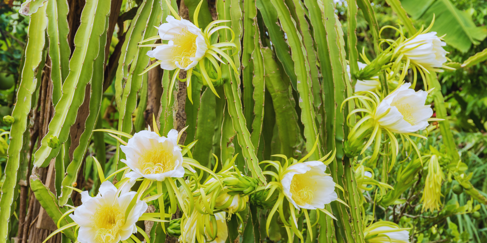 How to get the best fruit set in dragon fruit plant? - Rare Dragon Fruit