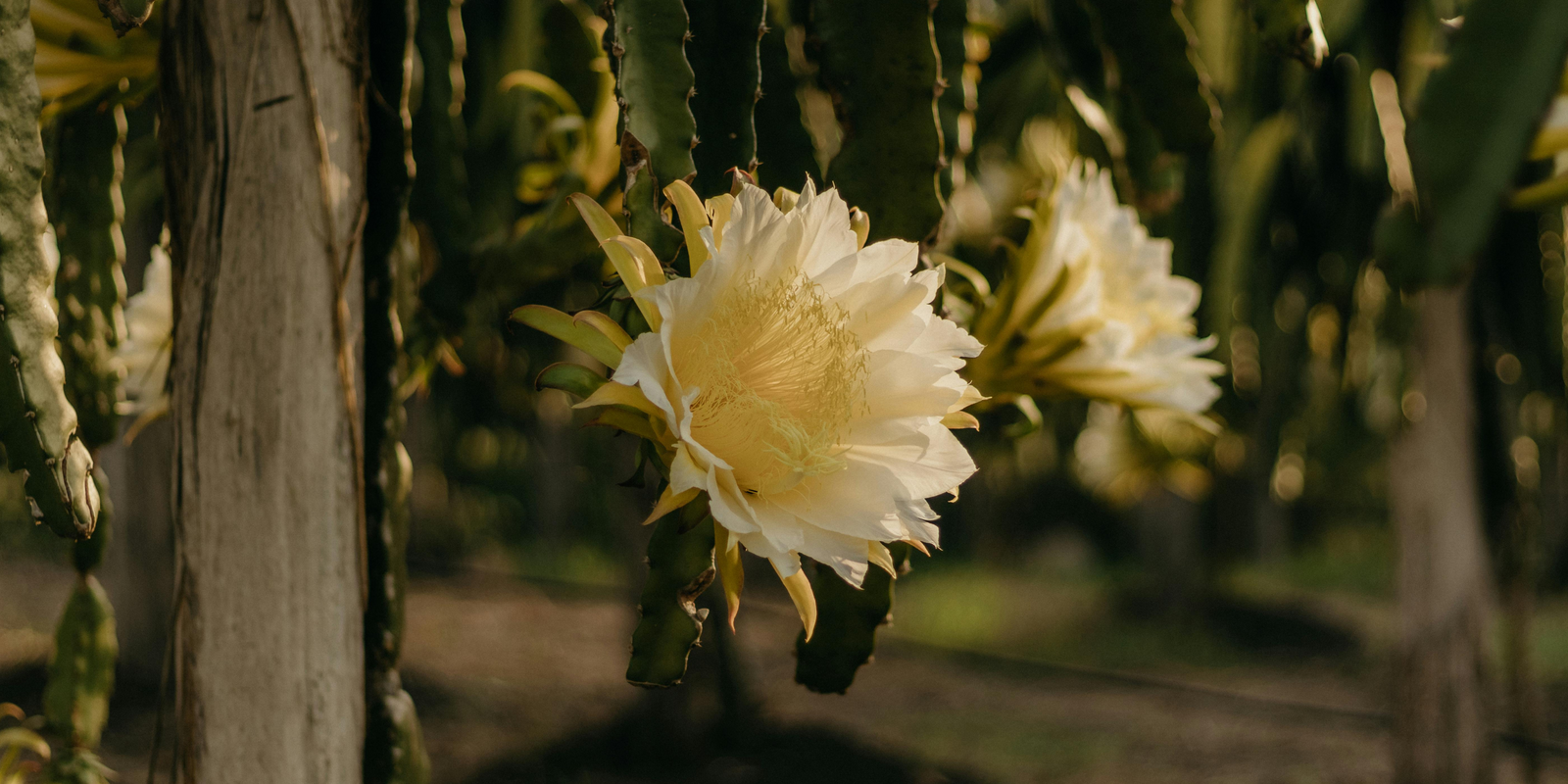 The Tropical Treasures Dragon Fruit