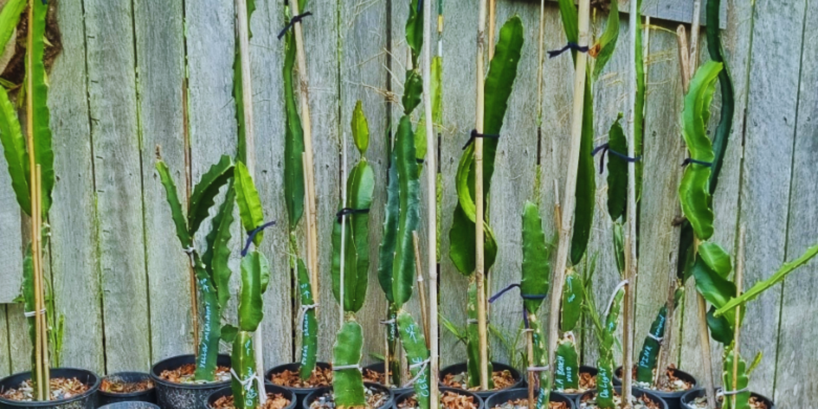 How to train your dragon fruit cutting.