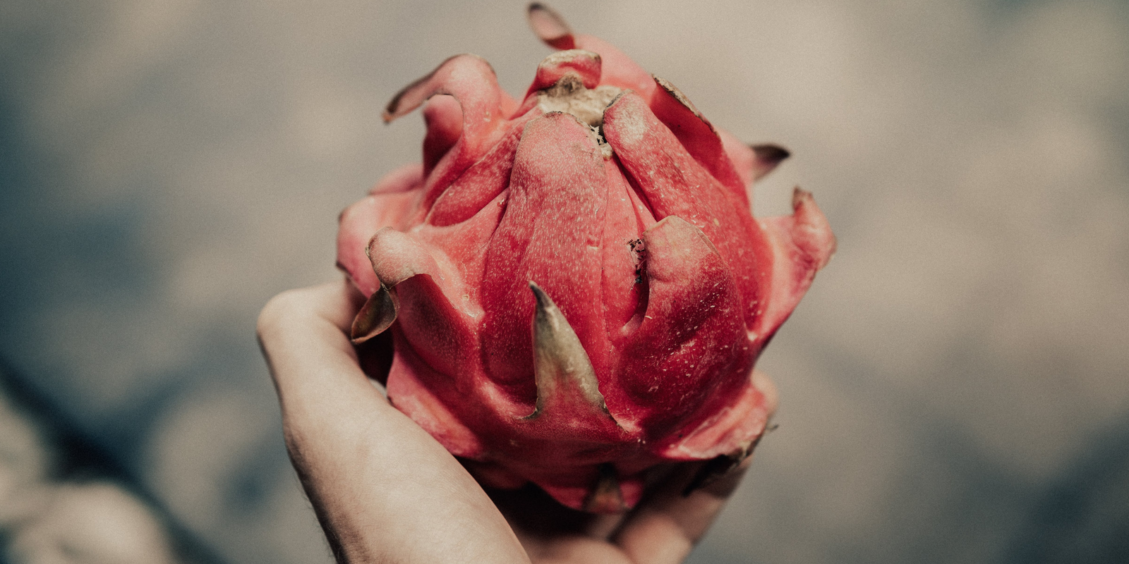 World Dragon Fruit Trade Timeline