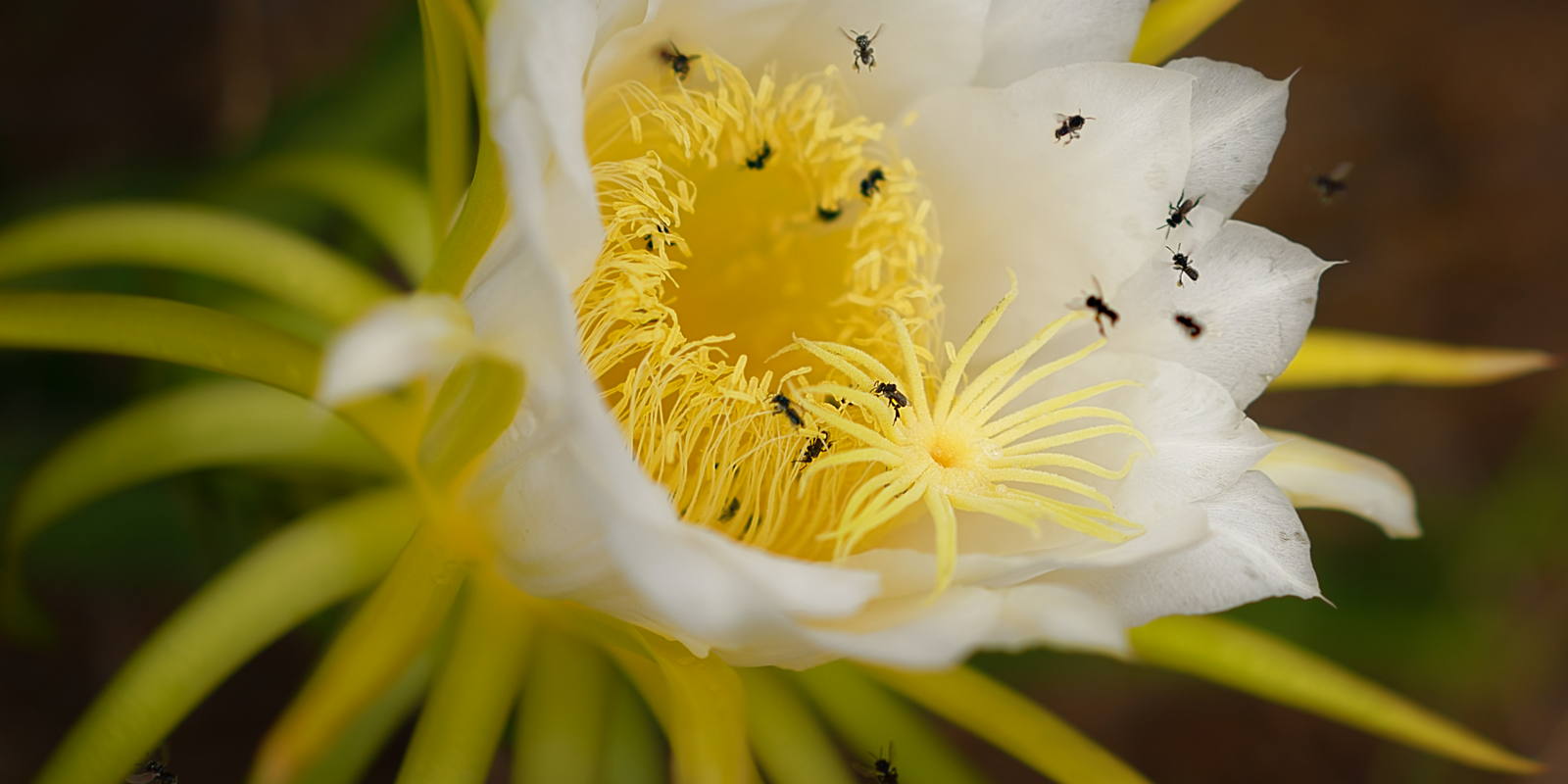 What Pollenates Dragon Fruit?