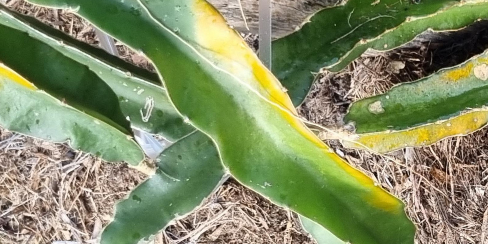 Sun Burn on dragon fruit plants.