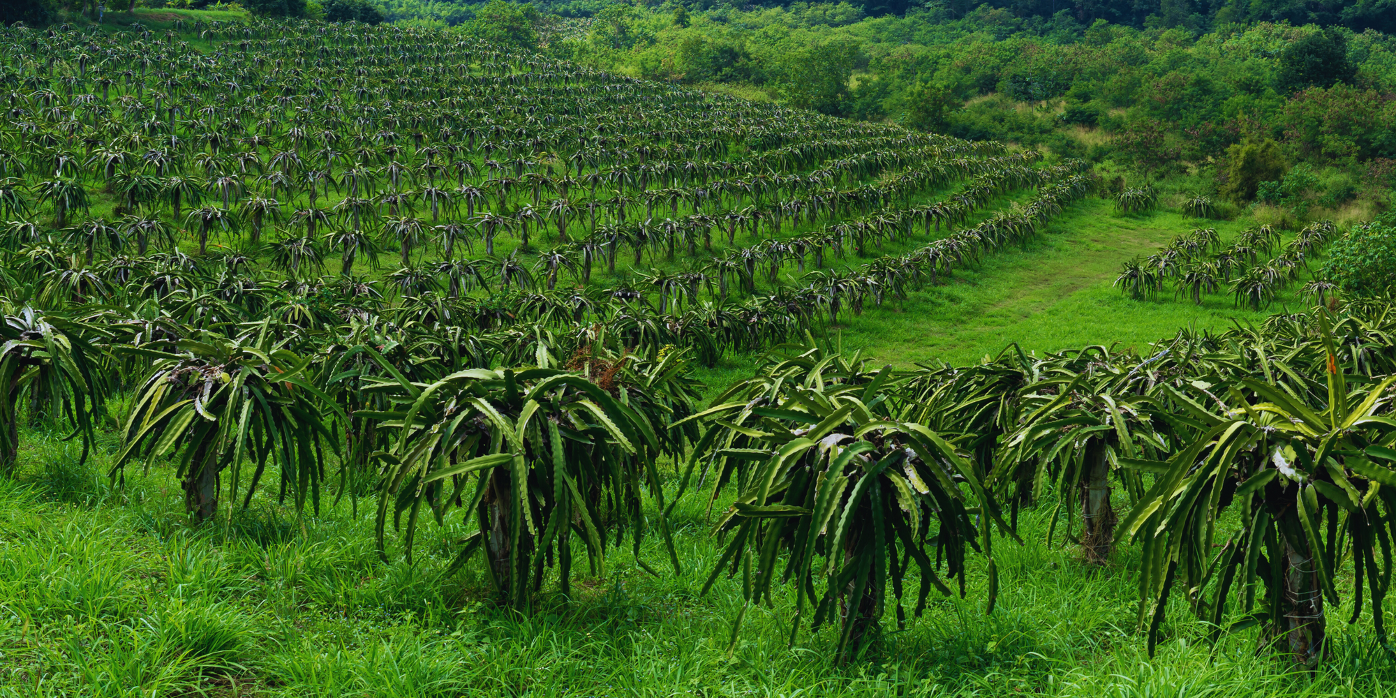 How to Grow Dragon Fruit Commercially.