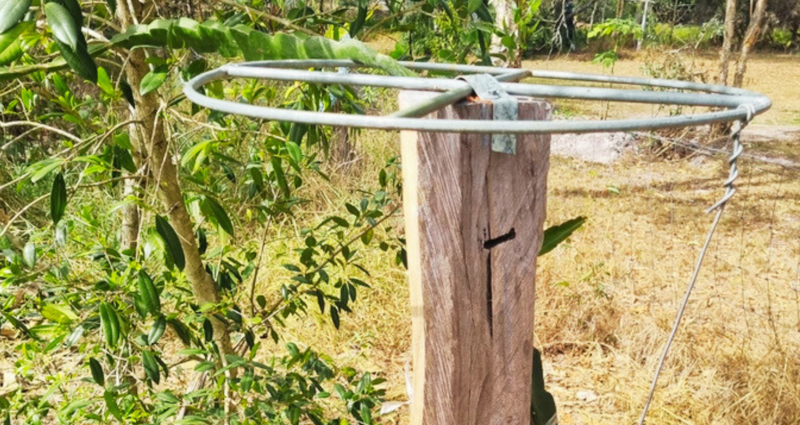 How to Attach a Galvanized Dragon Fruit Trellis Top