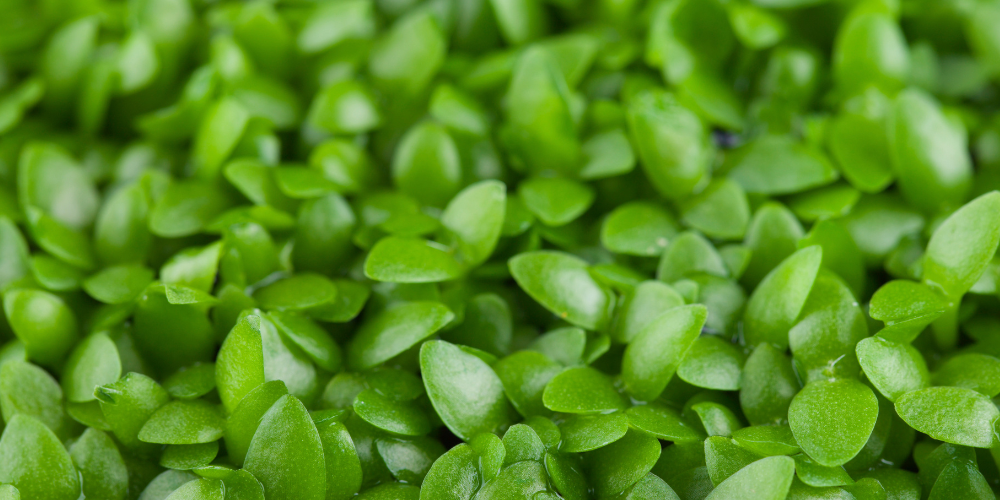 How to growing Dragon Fruit? Pros and Cons.