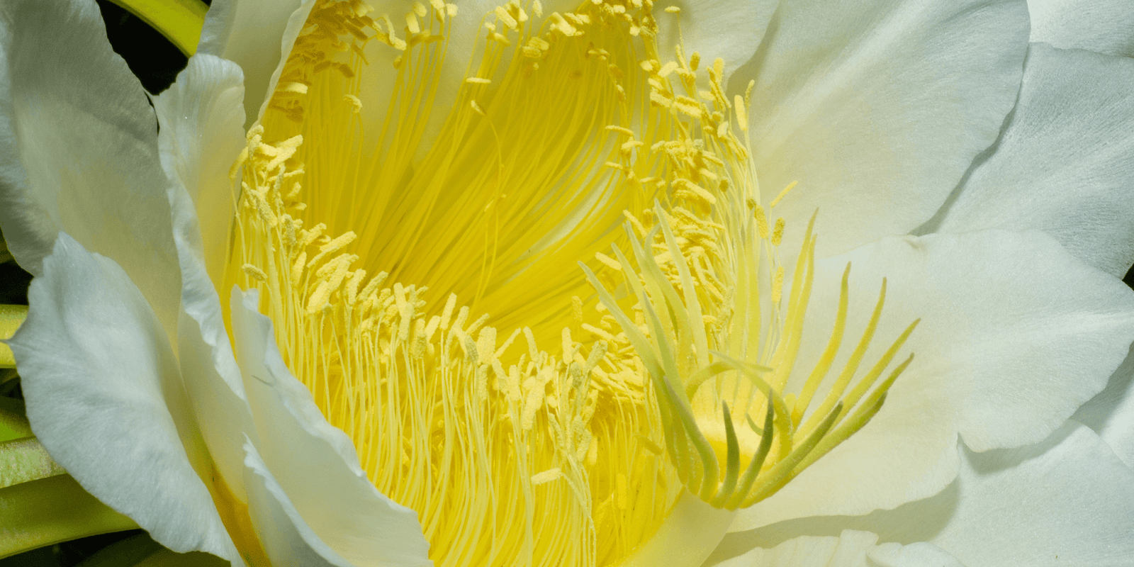 Best dragon fruit to grow for pollen. The Universal Pollinator. - Rare Dragon Fruit