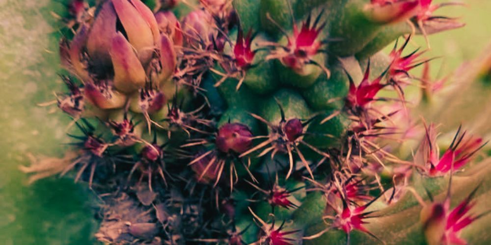 Dragon fruit plant showing signs of Witch's Broom Disease with dense, crowded shoot clusters