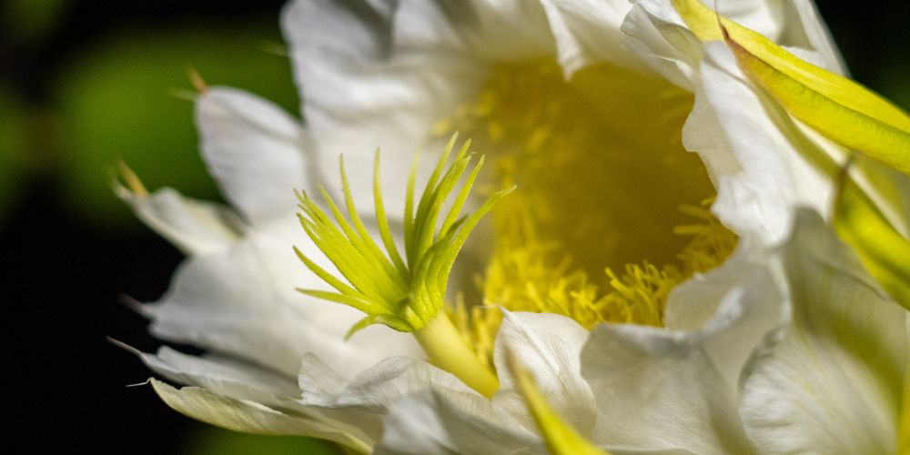 Free dragon fruit flowering calendar for Australian growers