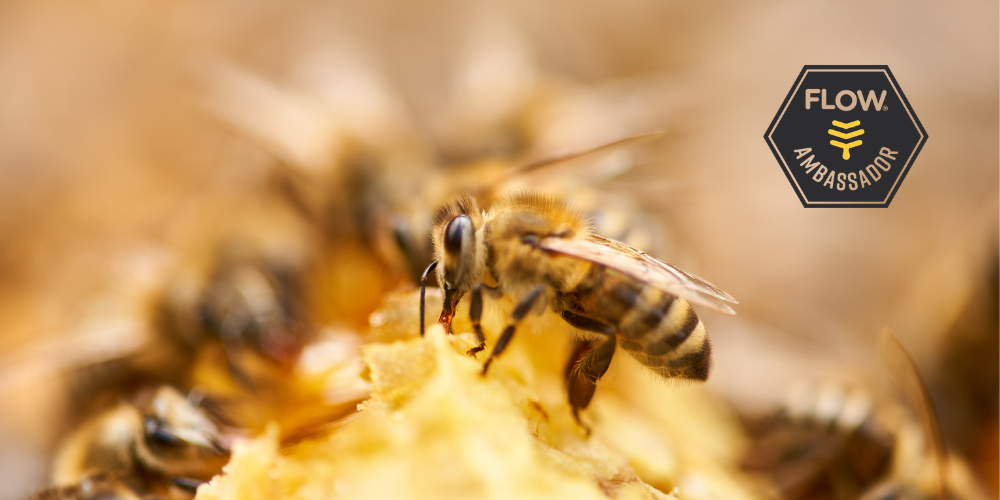 Want a Flow Hive with Bees? We Have an Option for You!