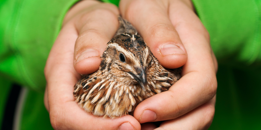 Raising Quail – Small Birds with Plenty of Uses
