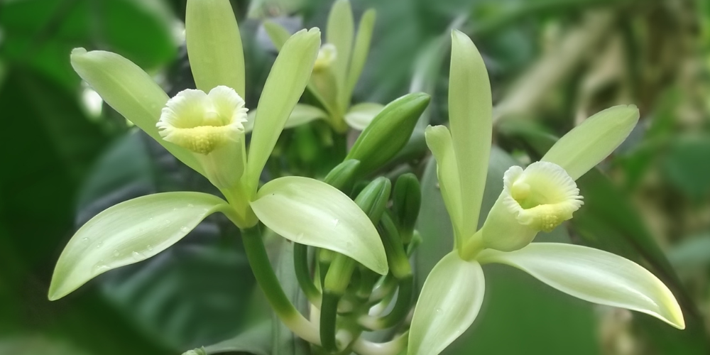 How to Grow Vanilla from a Cutting – Green &amp; Variegated Vanilla