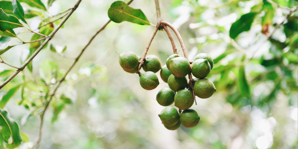 How to grow a macadamia tree from seed – Macadamia integrifolia seedling guide by Rare Dragon Fruit
