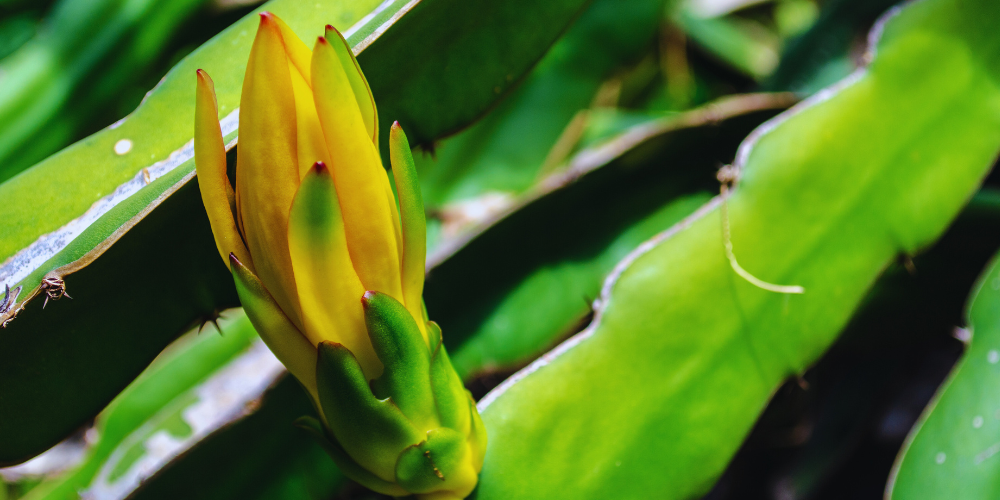 Why do my dragon fruit flowers fall off?