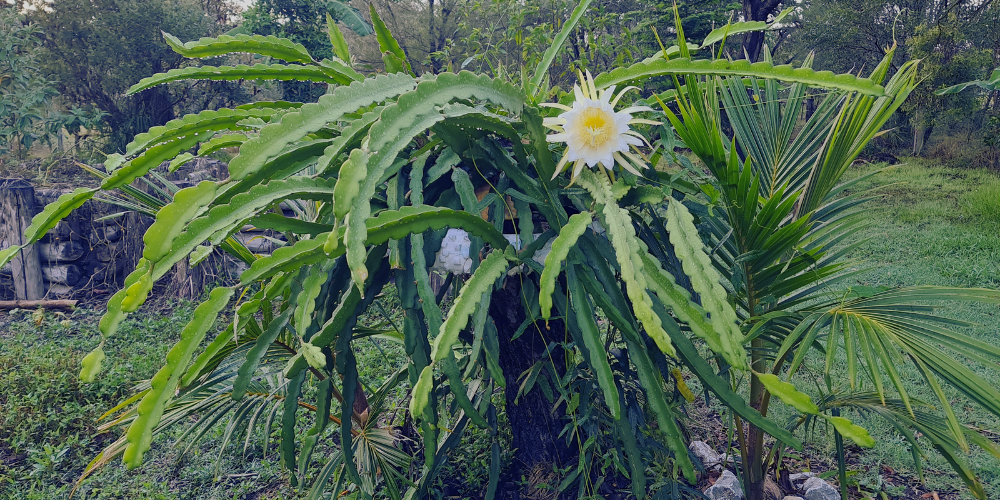 How To Train Your Dragon Fruit Plant