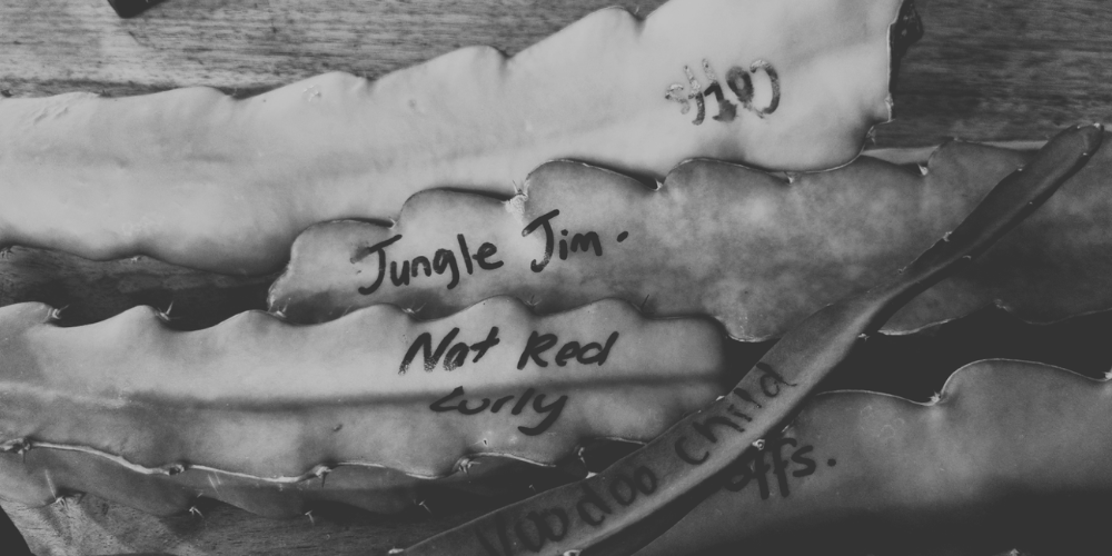 Different Ways to Label Your Dragon Fruit Plants