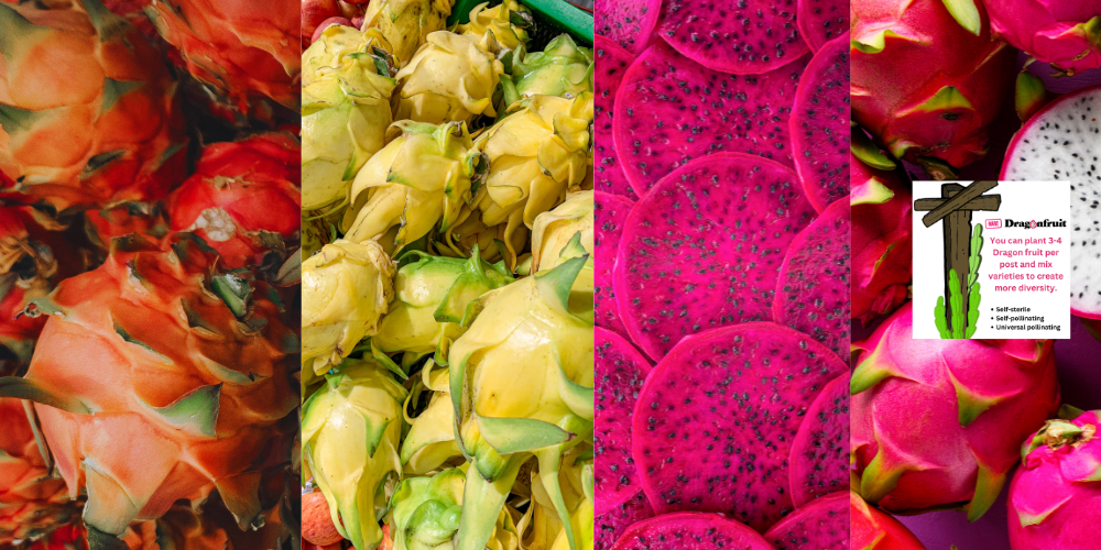 Best self-fertile dragon fruit variety combinations to grow together on a post trellis