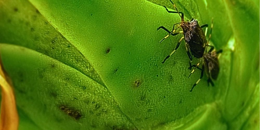 Stink Bug Damage on Dragon Fruit